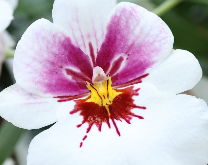 Pansy Orchid print, white Miltoniopsis orchid photo, orchid wall art, over bed wall decor, floral gift, orchid lover gift, 5x7 11x14 32x48"