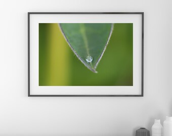 Raindrop on a leaf wall art, macro photography, leaf print, spring decor, waterdrop picture, green wall art, framed or canvas, 5x7 to 32x48"