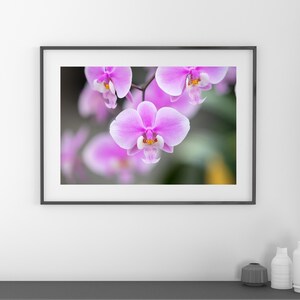Schiller&#39;s Phalaenopsis Orchid print, pink Elephant Orchid, floral wall art, flower photography decor, large canvas wall art, 5x7 to 40x60&quot;