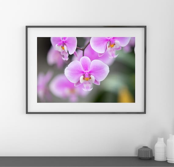 Schiller's Phalaenopsis Orchid Print, Pink Elephant Orchid, Floral