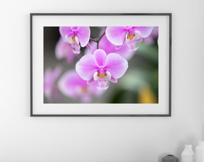 Schiller's Phalaenopsis Orchid print, pink Elephant Orchid, floral wall art, flower photography decor, large canvas wall art, 5x7 to 40x60"