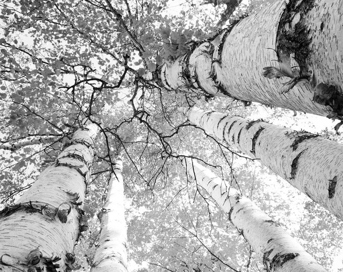 11x14 inch CANVAS, 30% off sale, Birch Trees Canopy print, black and white photography, large picture, wall art decor, only 1 available