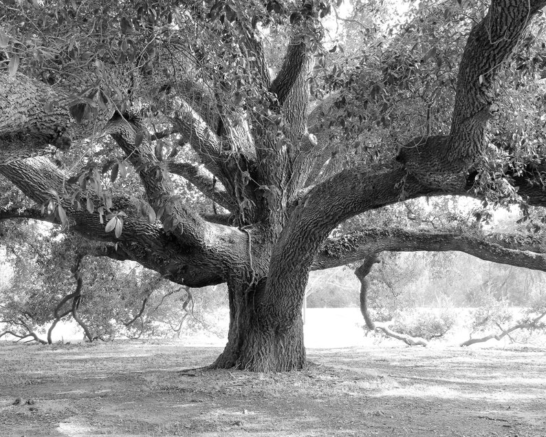 Oak Tree photo, Live Oak print, black and white art, tree wall art, Georgia photography decor, large picture or canvas 5x7 8x10 24x36 32x48 image 3