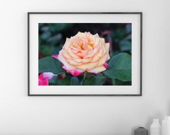 Yellow Rose art print, yellow wall art, picture of rose, floral photography, large above bed decor, framed rose on canvas, 5x7 to 32x48"