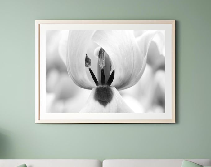 Tulip photo print, flower art, black and white photography, large paper or canvas picture, floral wall decor, 5x7 8x10 to 32x48 inches
