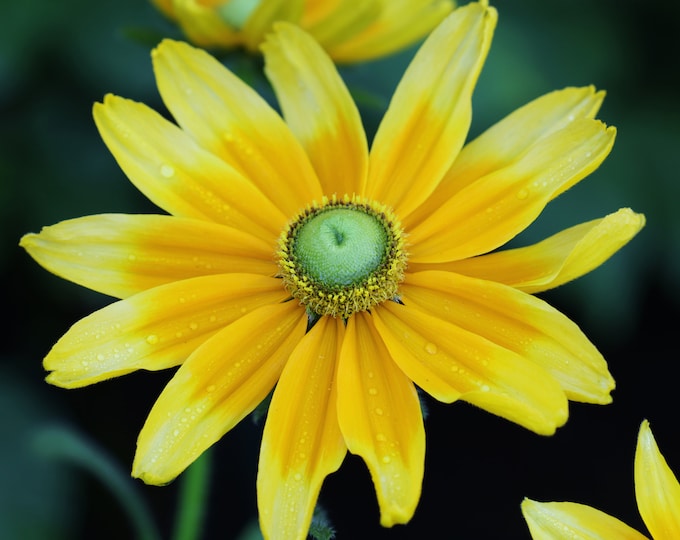 Yellow Rudbeckia print, Prairie Sun variety, floral wall art, over the couch art, yellow floral decor, large floral canvas, 5x7 to 32x48"