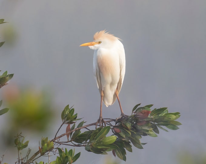 Cattle Egret print, Florida Everglades art, white egret photo, bird wall art, wildlife decor, large canvas, nature lover gift, 5x7 to 20x30"