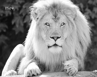 Lion art print, large animal picture, black and white photo, paper or canvas, nursery wall decor, nature photography, 5x7 8x10 up to 32x48"
