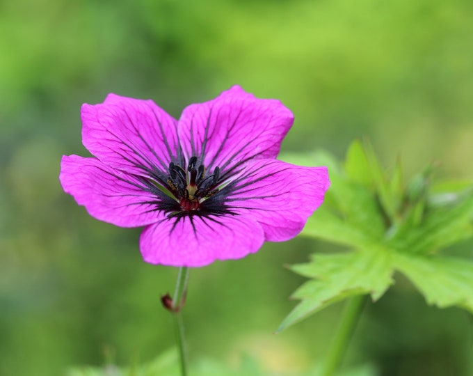 Pink floral art, Geranium print, Armenian Cranesbill, pink floral decor, flower photography, large wall art, framed, canvas, 5x7 to 32x48"