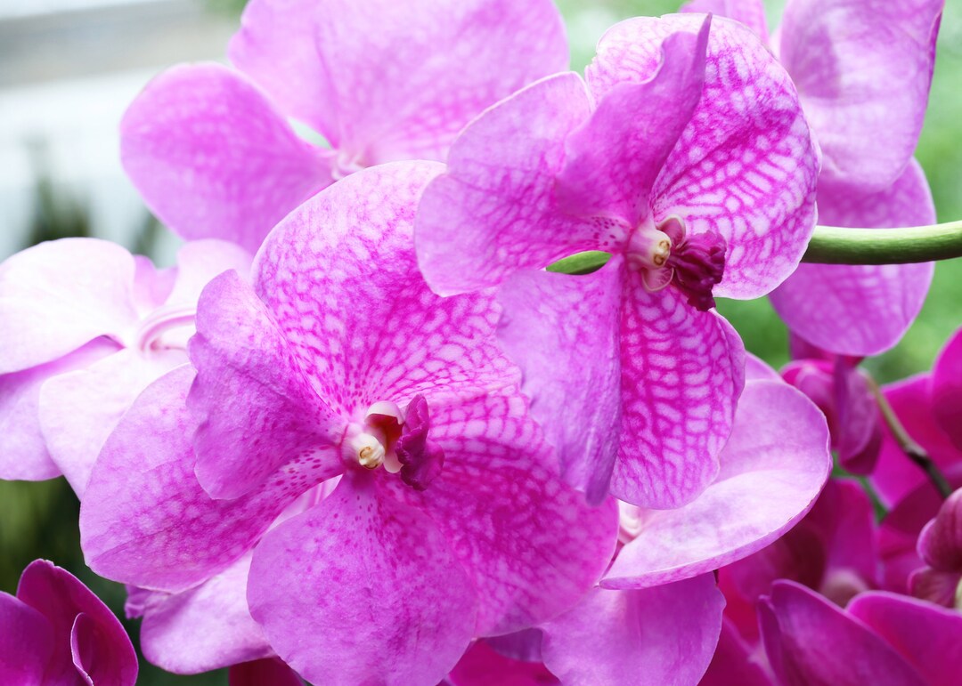 Vanda Orchid Wall Art, Pink Orchid Photo, Pink Wall Art, Pink Flowers