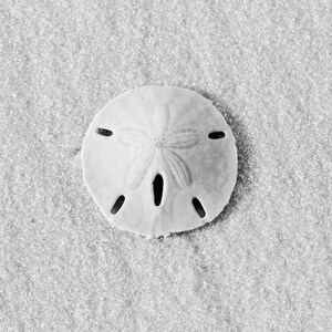 May include: A white sand dollar with five points and a hole in the center, lying on a white sandy beach.