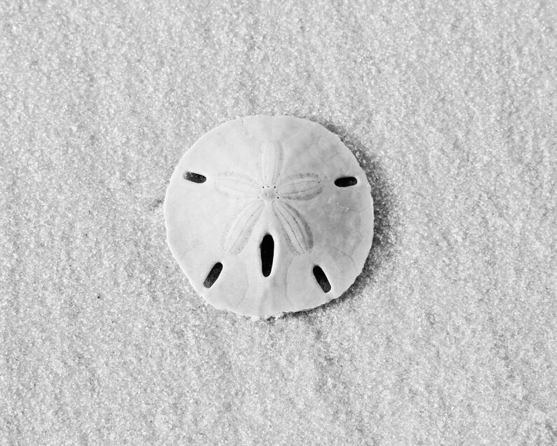 May include: A white sand dollar with five points and a hole in the center, lying on a white sandy beach.
