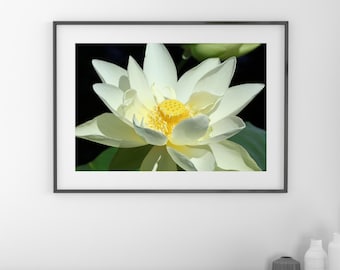 Lotus print, Giant Lotus photo, floral photography in color, flower wall art, floral decor, paper or canvas picture, 5x7 8x10 to 40x60"