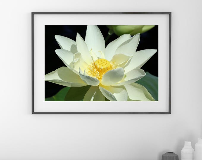 Lotus print, Giant Lotus photo, floral photography in color, flower wall art, floral decor, paper or canvas picture, 5x7 8x10 to 40x60"