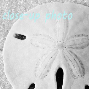 May include: A close-up black and white photo of a sand dollar with a five-pointed star pattern in the center.