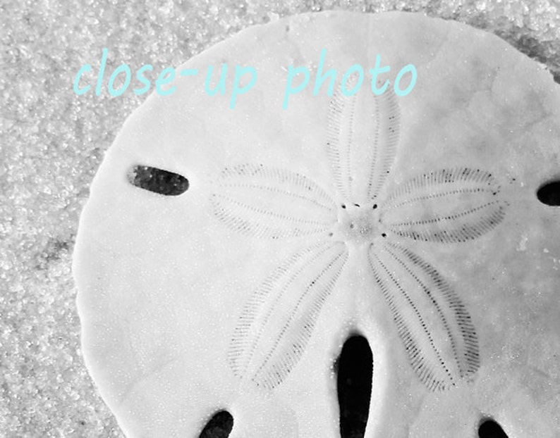 May include: A close-up black and white photo of a sand dollar with a five-pointed star pattern in the center.