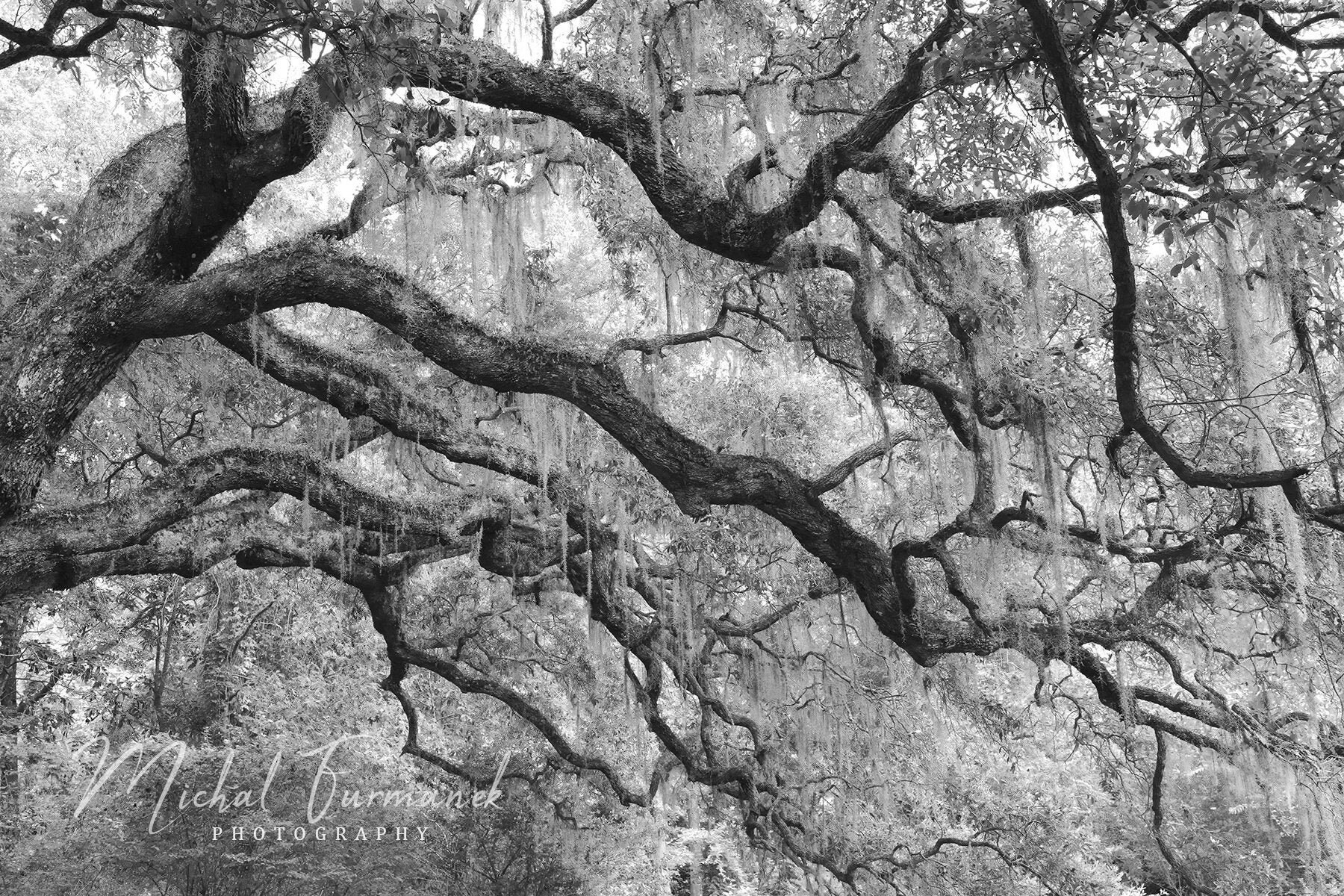 Live Oak trees photo print, black and white art, tree photography