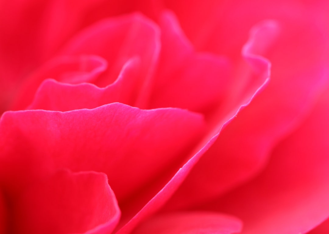 Red Rose Art Print, Abstract Floral Photography, Red Wall Art, Above ...