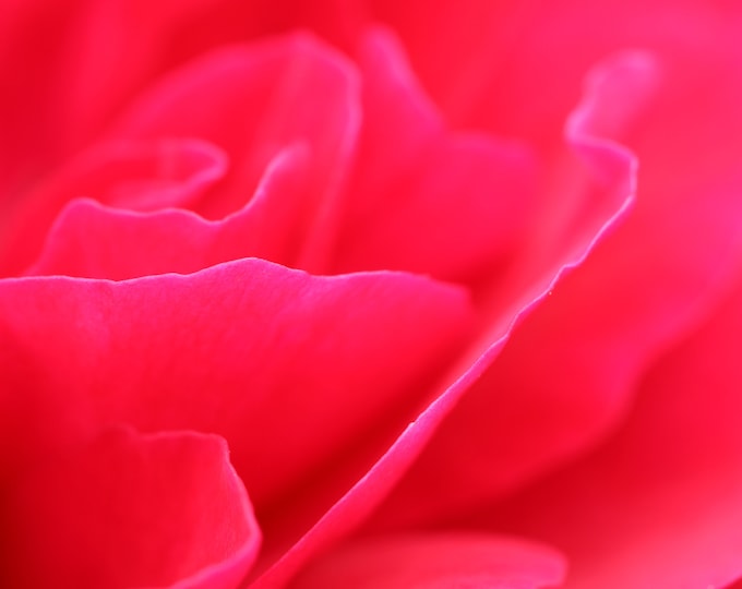 Red Rose art print, abstract floral photography, red wall art, above bed/ over the couch art, picture of rose, framed, canvas, 5x7 to 32x48"