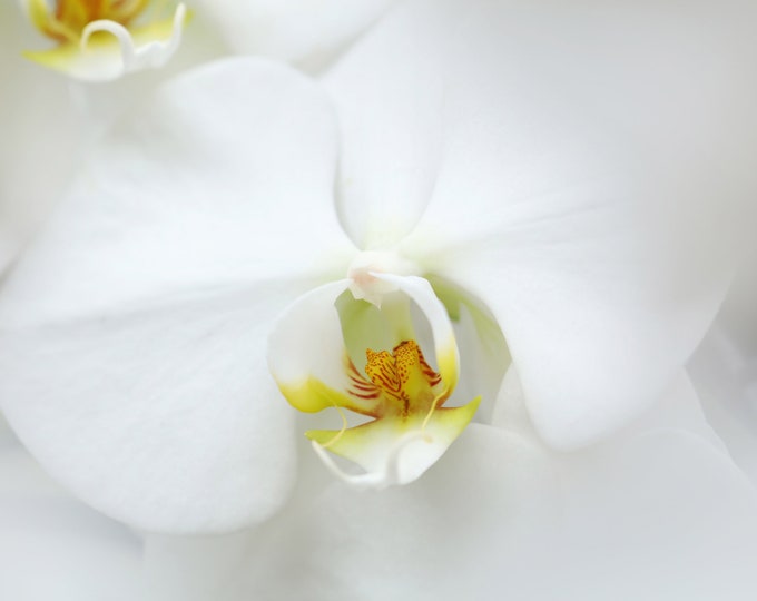 White Orchid print, white Phalaenopsis orchid picture, floral wall art, over bed wall art, above couch art, orchid canvas, 5x7 to 40x60"