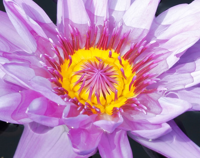 Water Lily photo print, flower art, color floral photography, large paper or canvas picture, floral wall decor, 5x7 8x10 to 20x30 inches