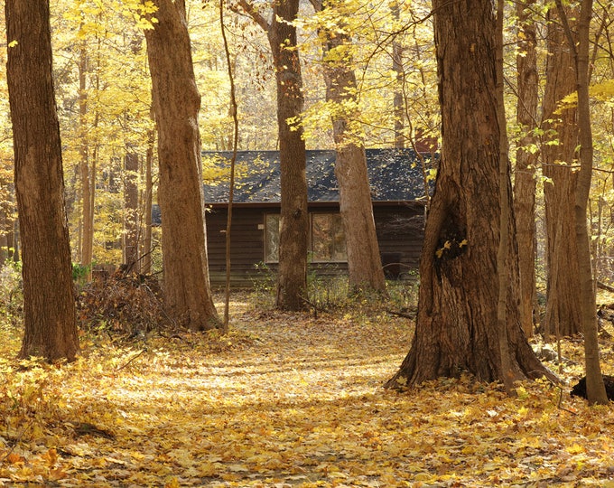 Cabin in the Woods photo print, fall trees wall art, forest landscape, large picture, paper, canvas, yellow golden decor 5x7 to 40x60 inches