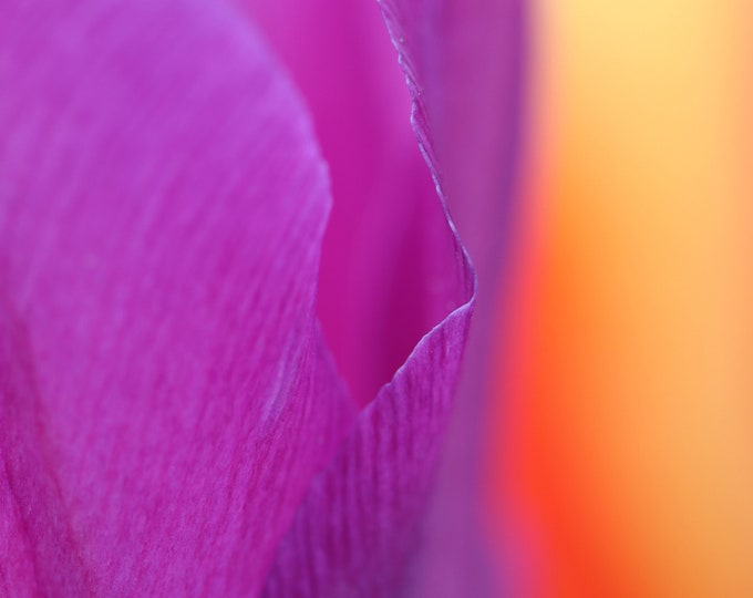 VERTICAL abstract Tulip print, purple and orange wall art, floral photo, flower photography, floral decor, large canvas, 5x7 to 32x48"