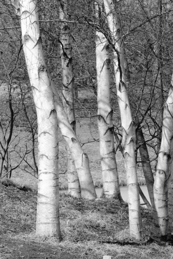 White Birches Vertical Photo Print Birch Tree Wall Art Decor Etsy