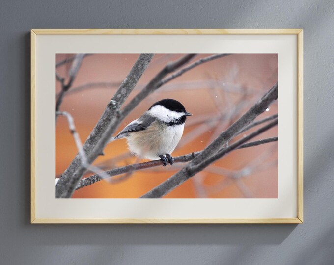 Chickadee art print, cute bird photography print, chickadee decor, nature wall art, bird lover gift, canvas, 5x7 8x10 11x14 16x20 24x36