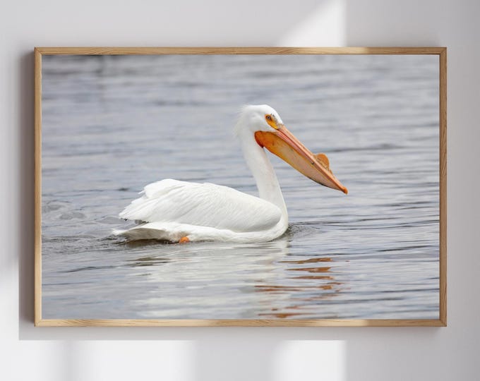 American White Pelican print, pelican decor, pelican in flight, bird wall art decor, bird photography, large pelican picture, 5x7 to 32x48"