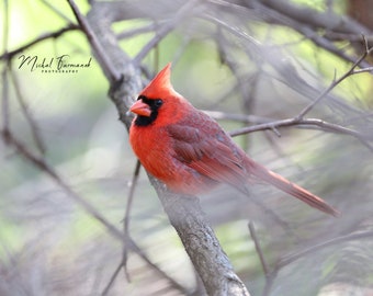 Cardinal print, bird photography, red cardinal on branch, nature home decor, bird cardinal wall art, bird lover gift, 5x7 8x10 11x14 24x36"