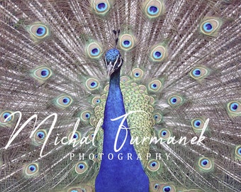 Peacock photo print, colorful picture, blue wall art, bird photography, living room decor, paper or canvas, 5x7 8x10 to 24x36 32x48 inches