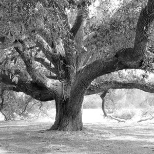 Oak Tree photo, Live Oak print, black and white art, tree wall art, Georgia photography decor, large picture or canvas 5x7 8x10 24x36 32x48 image 1