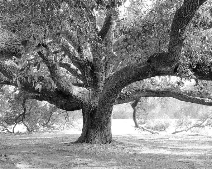 Oak Tree photo, Live Oak print, black and white art, tree wall art, Georgia photography decor, large picture or canvas 5x7 8x10 24x36 32x48"