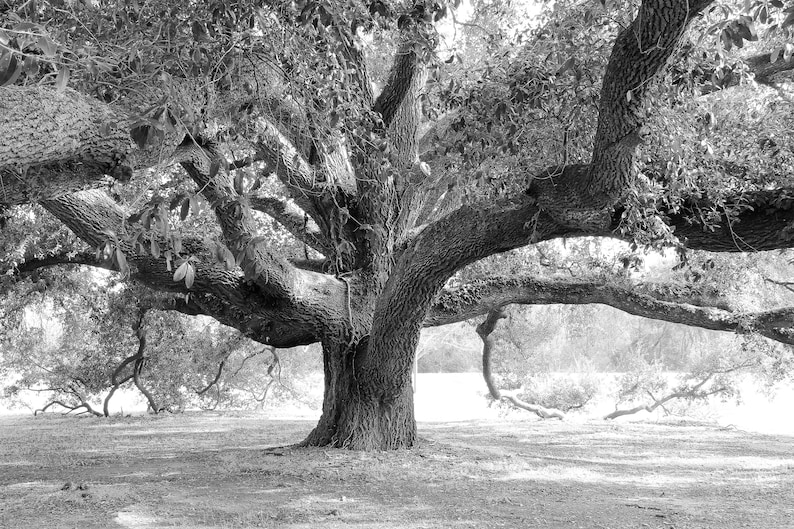 Oak Tree photo, Live Oak print, black and white art, tree wall art, Georgia photography decor, large picture or canvas 5x7 8x10 24x36 32x48 image 1