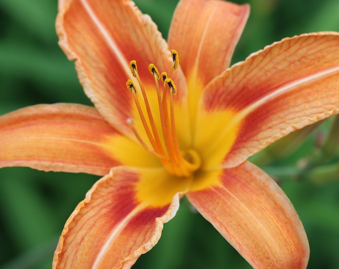 Orange Daylily print, day lily photo, flower photography, orange lily wall art, framed picture, large canvas, floral decor, 5x7 to 32x48"