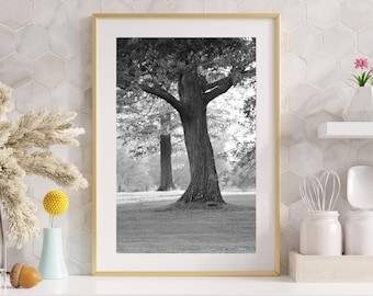 VERTICAL Oak Tree photo print, tree photography, black and white tree wall art, large tree picture, paper or canvas 5x7 8x10 11x14 to 32x48"