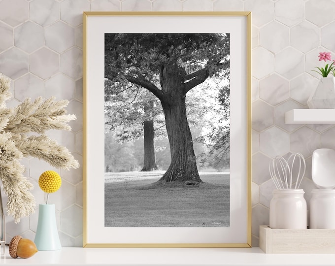 VERTICAL Oak Tree photo print, tree photography, black and white tree wall art, large tree picture, paper or canvas 5x7 8x10 11x14 to 32x48"