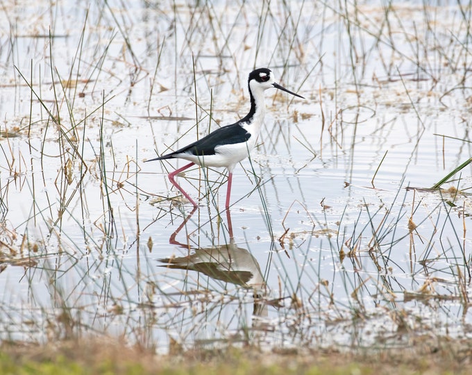 Black-necked Stilt print, black and white bird art, shorebird photo, Everglades wall art, wildlife print, bird lover gift, 5x7 to 20x30"