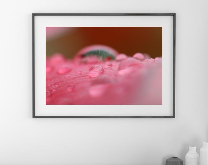 Raindrops on Pink Tulip, macro photography, print of raindrops on a flower, pink floral wall art, framed, large canvas, 5x7 to 32x48"