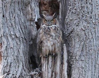 Great Horned Owl print, owl photo, nature photography, owl picture, paper or canvas decor, birds wall art, 5x7 8x10 11x14 to 16x16 16x20"