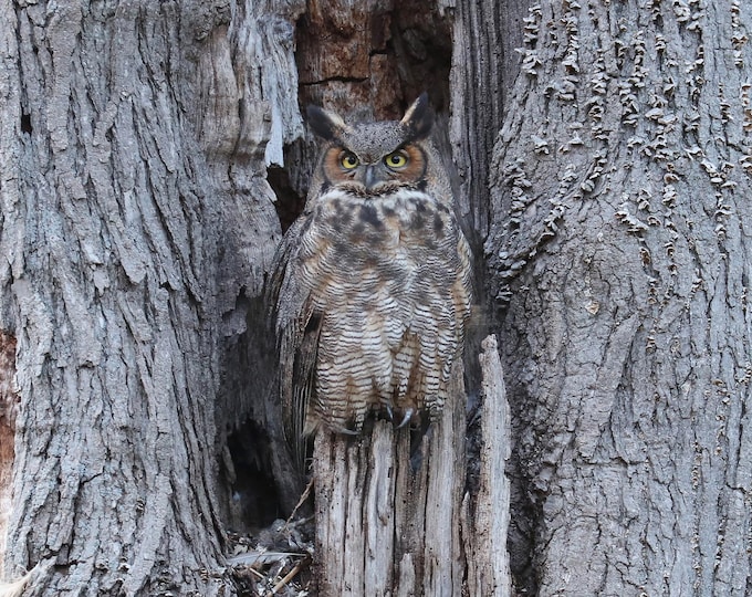 Great Horned Owl print, owl photo, nature photography, owl picture, paper or canvas decor, birds wall art, 5x7 8x10 11x14 to 16x16 16x20"
