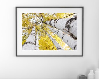Birch trees art photography, Golden Canopy photo print, yellow tree wall art, birch trees picture, large canvas decor 5x7 8x10 20x30 30x45