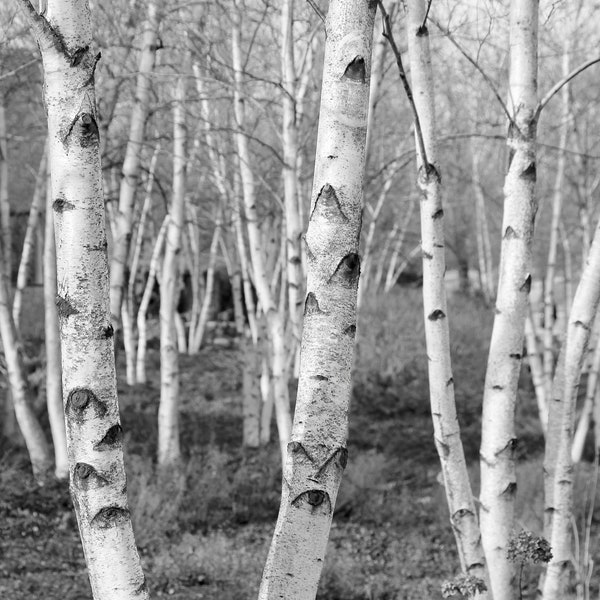 Birch Trees art, VERTICAL photo print, black and white picture, photography wall decor, large paper or canvas, 5x7 8x10 11x14 to 30x45"