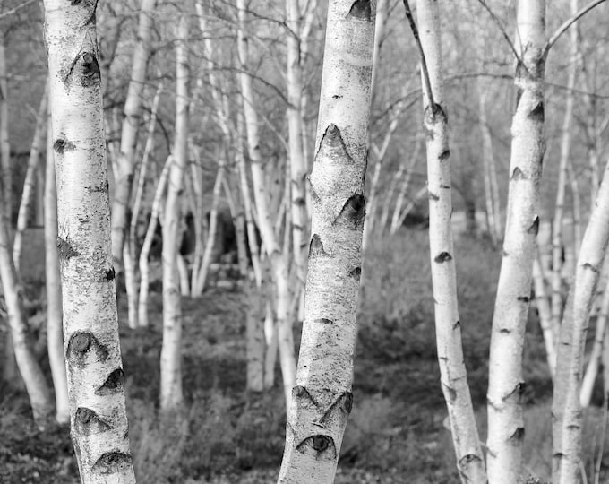 Birch Trees art, VERTICAL photo print, black and white picture, photography wall decor, large paper or canvas, 5x7 8x10 11x14 to 30x45"