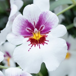 Pansy Orchid print, white Miltoniopsis orchid photo, orchid wall art, floral art, flower photography, orchid lover gift, 5x7 to 32x48&quot;