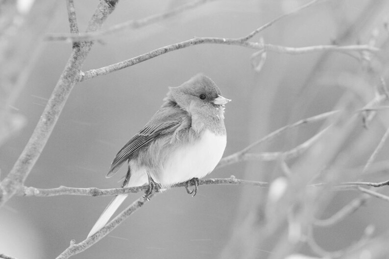 Bird photography Junco picture cute bird in snow photo image 4