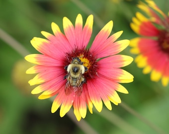 Bumblebee on a flower, Gaillardia Indian Blanket print, floral photography, bumble bee wall art, framed picture or canvas, 5x7 to 24x36"
