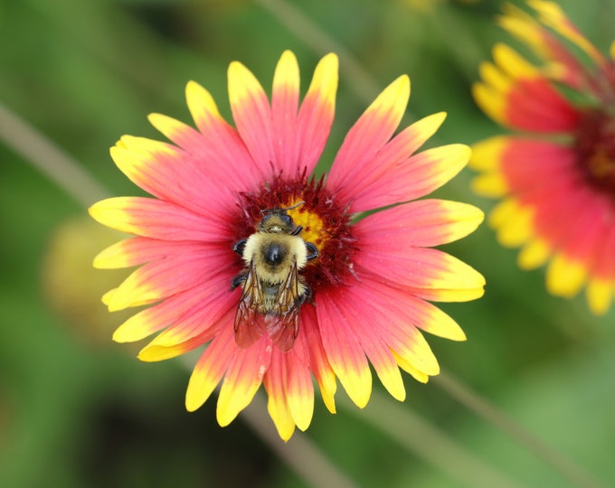 Bumblebee on a flower, Gaillardia Indian Blanket print, floral photography, bumble bee wall art, framed picture or canvas, 5x7 to 24x36"