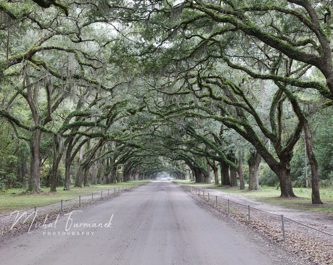 Alley of Live Oaks photo, tree tunnel picture, alley of trees print, Georgia wall decor, Wormsloe Plantation, paper or canvas, 5x7 to 40x60"